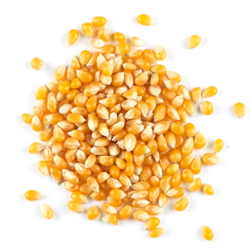 POPPING CORN 250g