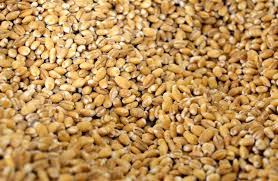 RED KIBBLED WHEAT 1KG