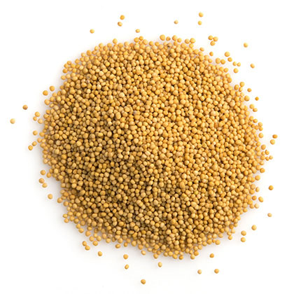 MUSTARD SEEDS YELLOW 100G