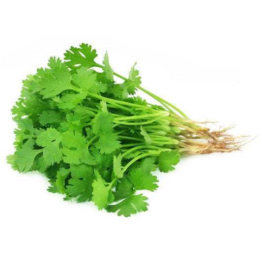 FRESH CORIANDER