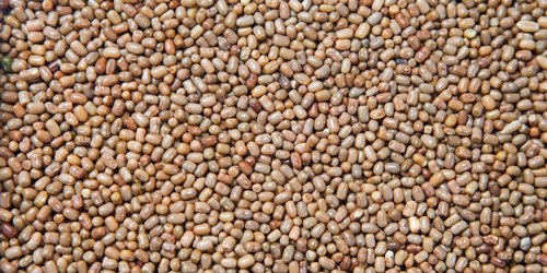 MOTH BEANS ORGANIC 1kg