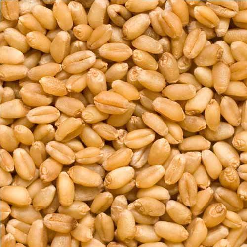 WHOLE WHEAT 1KG